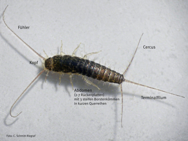 Papierfischchen (Ctenolepisma longicaudata)